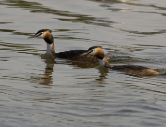 grèbe huppée couple